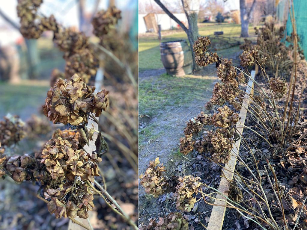 Hortenzia vhodná na rez